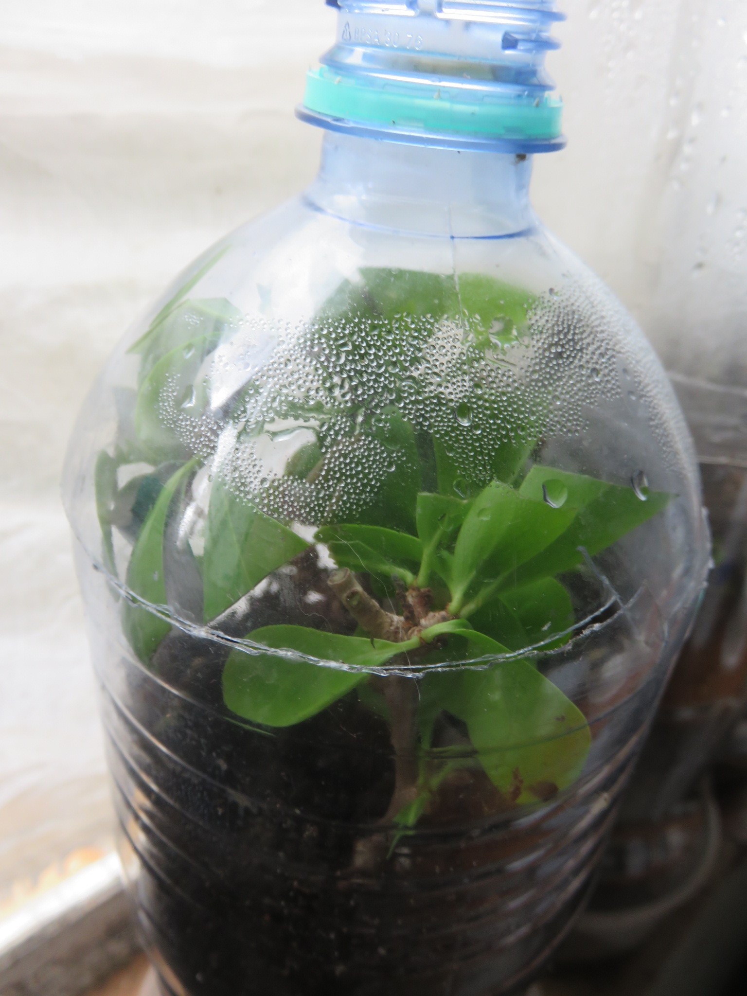 Trying to propagate cuttings in a mini terrarium
