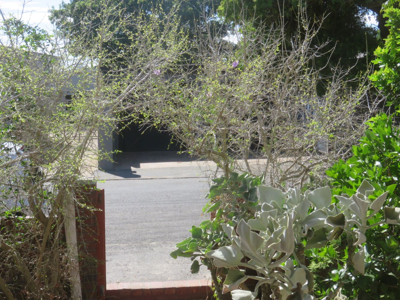 My Kei apple tree coming into first leaf after winter hibernation