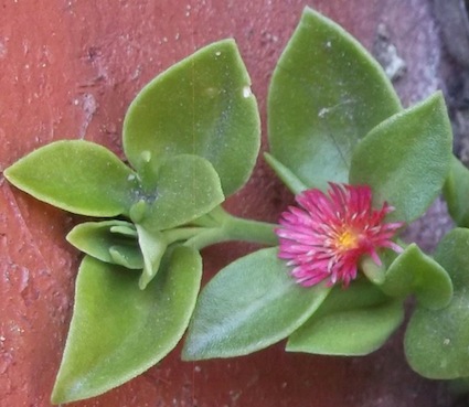 flower starred lawn