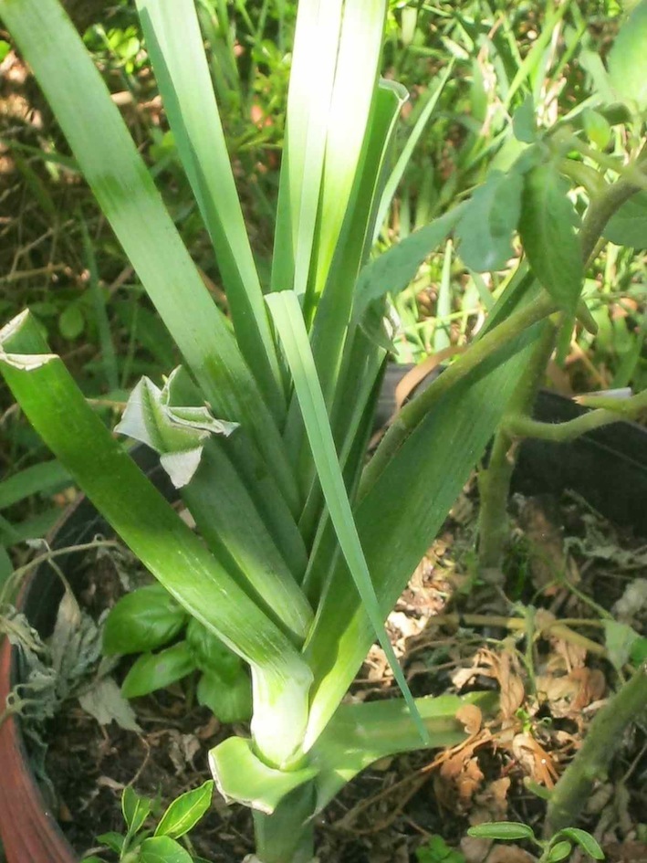 a lovely leek grown from a root stump (kitchen waste)