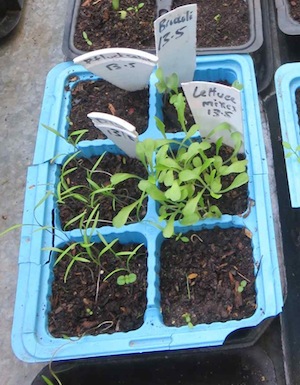 Lettuce germinates on the right