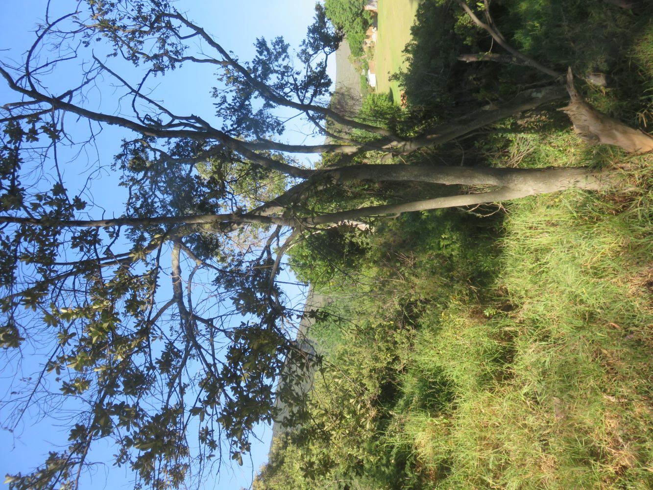 Euclea racemosa growing close to a seasonal stream in the shade of some tall Eucalyptus trees.