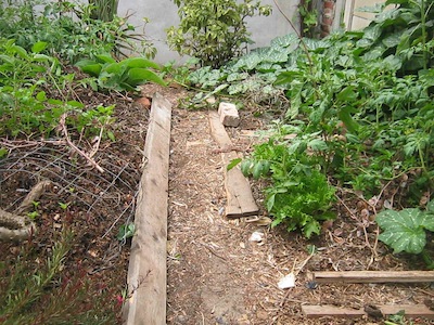 under layer of cardboard, mulch on beds and paths, and you need less water and weeding and food plants thrive
