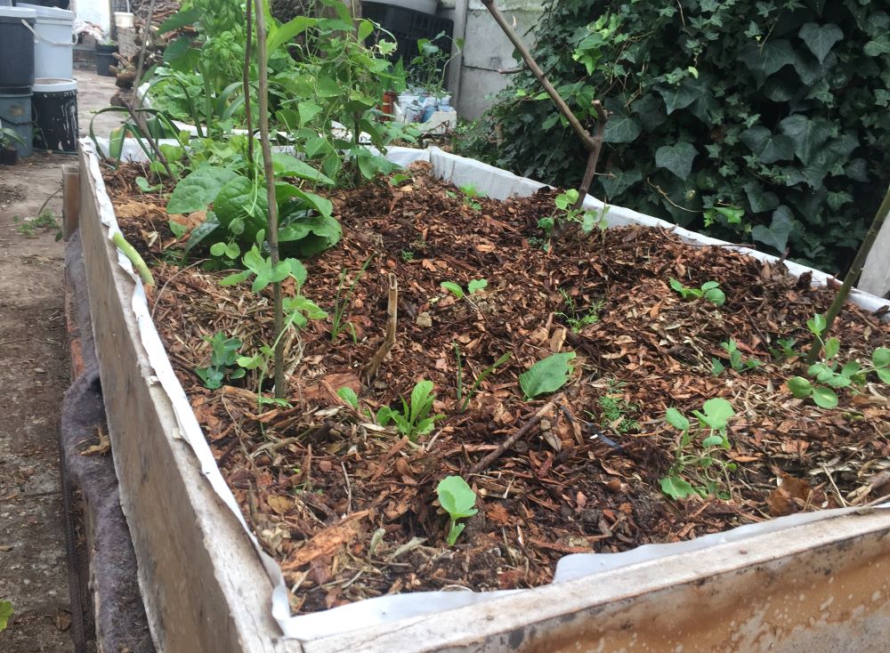raised bed with winter vegetables