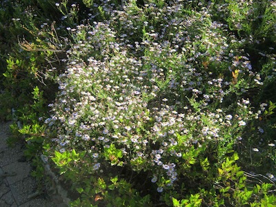 afternoon shade supplied by a thin Vergilia