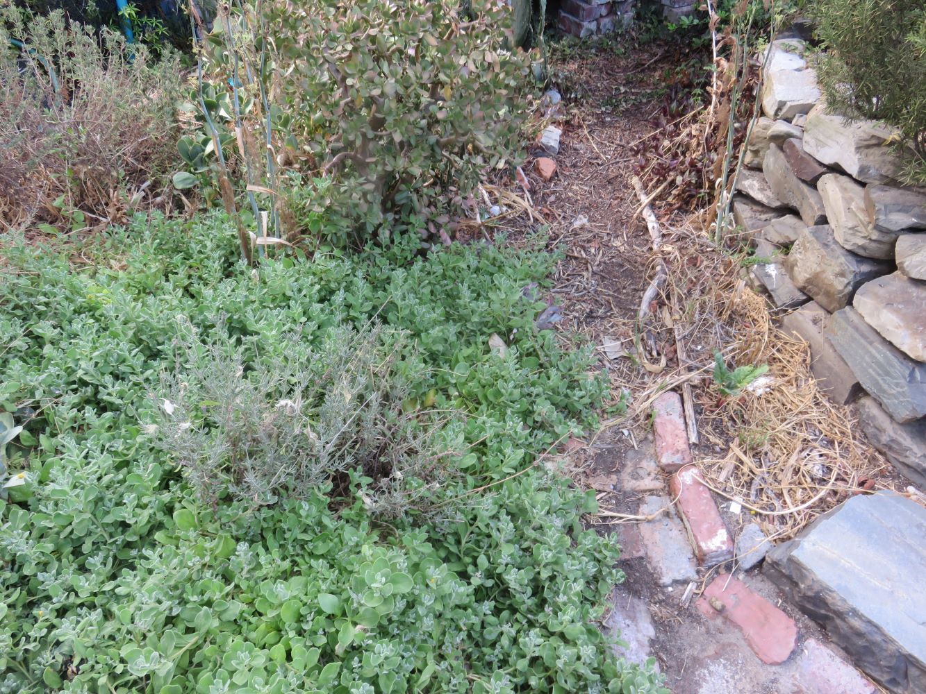 And below the wall, in the water catching hollow of the garden, I planted hardy native plants instead of the more tender European ones.