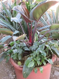 low water use Philodendron
