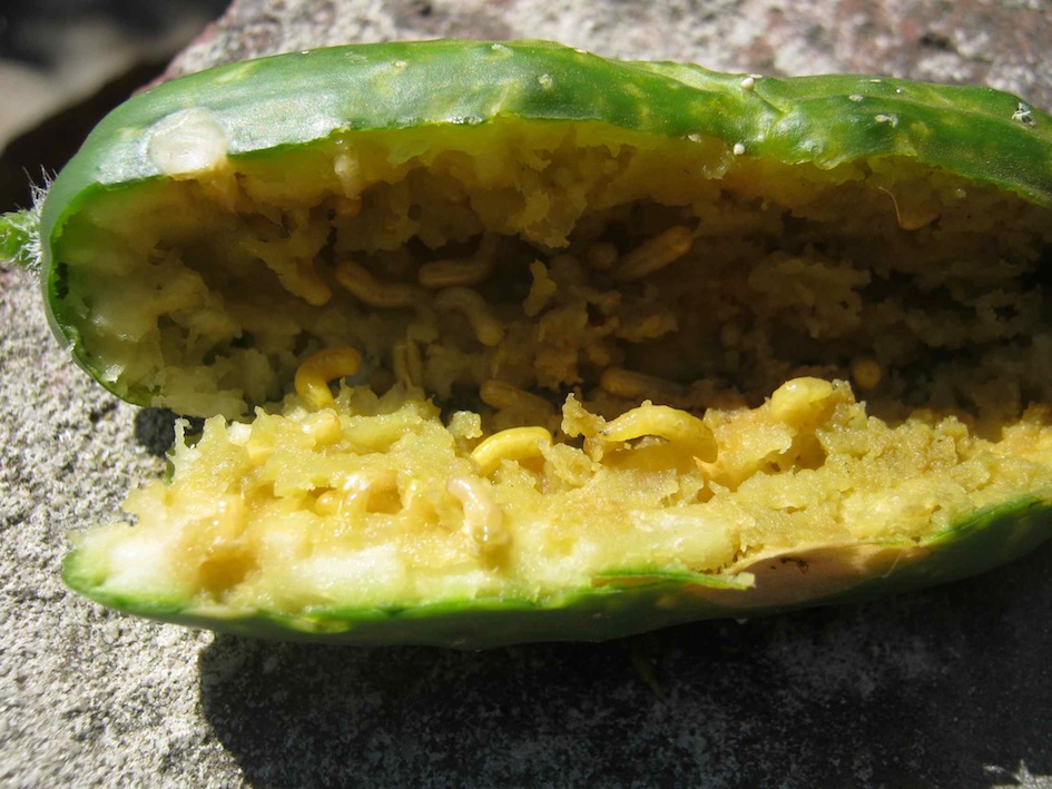 Feasting cucumber fruit fly larvae