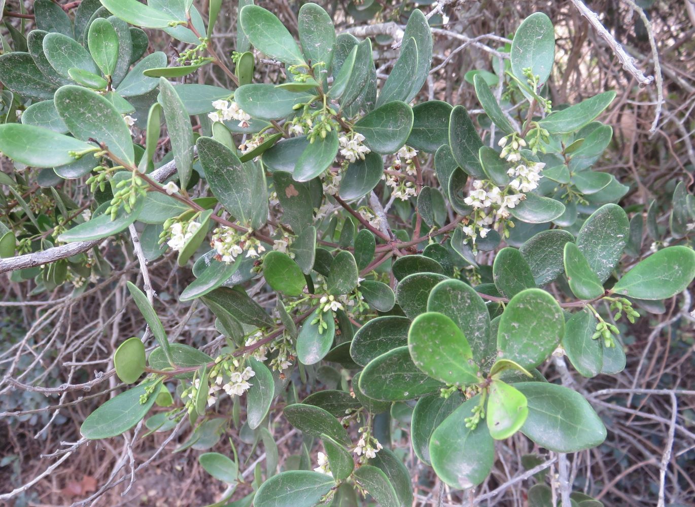 This tree bears only male Euclea racemosa flowers.