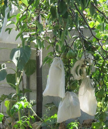 a number of green pears after bagging