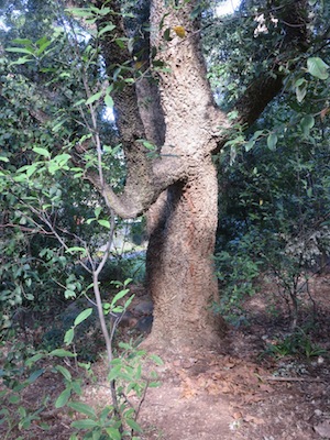 a massive old cork oak further down the slope