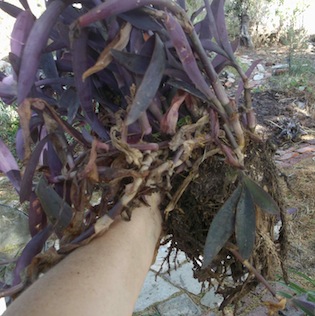 The mass of matted wandering jew from the plant pot