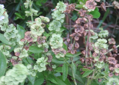 growing basil from harvested seed is easy. Ripe seed is brown