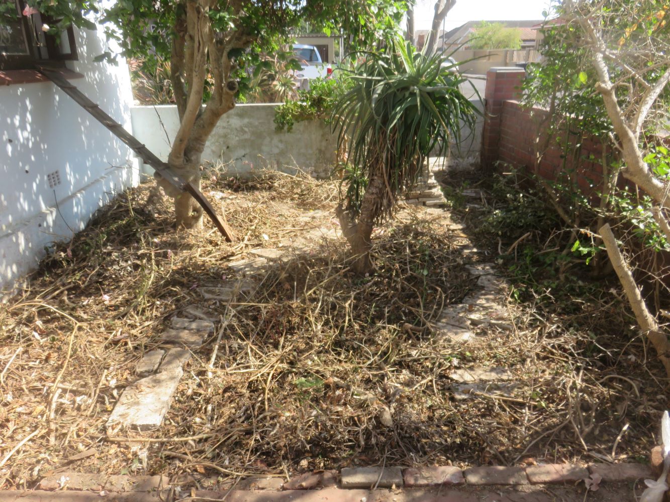 On the way to healthy soil I hope. The front garden after sowing cover crops, mulching and covering with sticks to stop birds and cats scratching out the seeds.