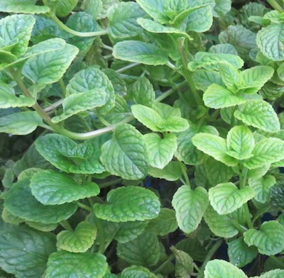 mint flourishing in our home garden's aquaponic system