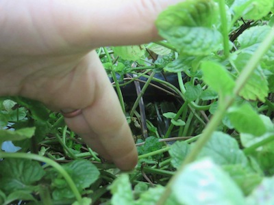 the water outflow from the tank is concealed by a mint  jungle