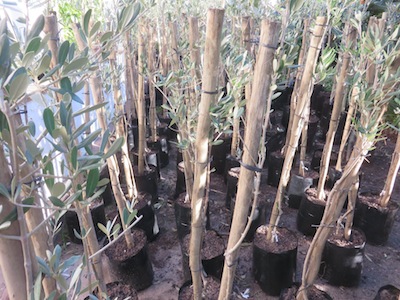 Mission olive saplings awaiting fulfillment