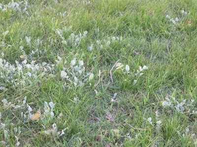 here a growing plant of a different colour permeates dense clumps of fine grass. two scales of random patterning based on seed dispersal