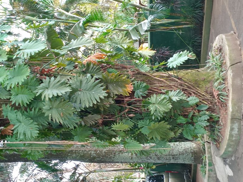 monstera vine in Uganda