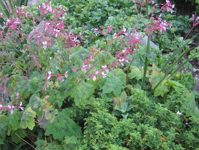 two Pelargoniums in the foreground, on a low terrace