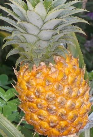 the result of our experiment in growing pineapples, a delicious fruit