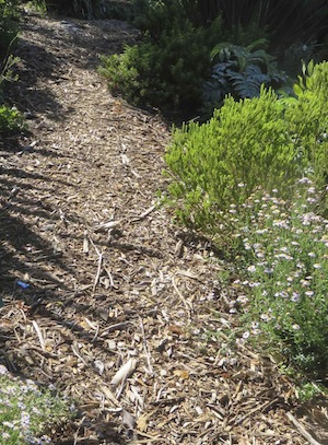 wood chip is the most common mulch at Kirstenbosch and the Fynbos plants seem to thrive on it