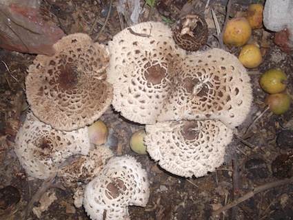 mushroom for volunteers in our garden
