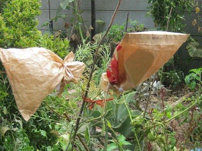 A vegetable garden planner should include seed harvest