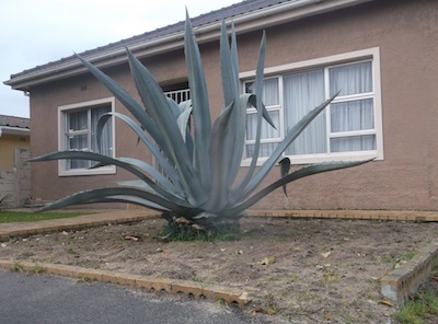 the bare plant bed will lose any water that the American Yucca saves