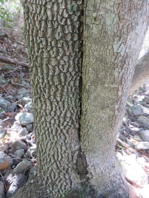 Olinea ventosa bark, old is wrinklier, young bark smooth