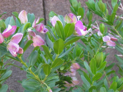 One of the pioneer shrubs, Podalyria in the pea family