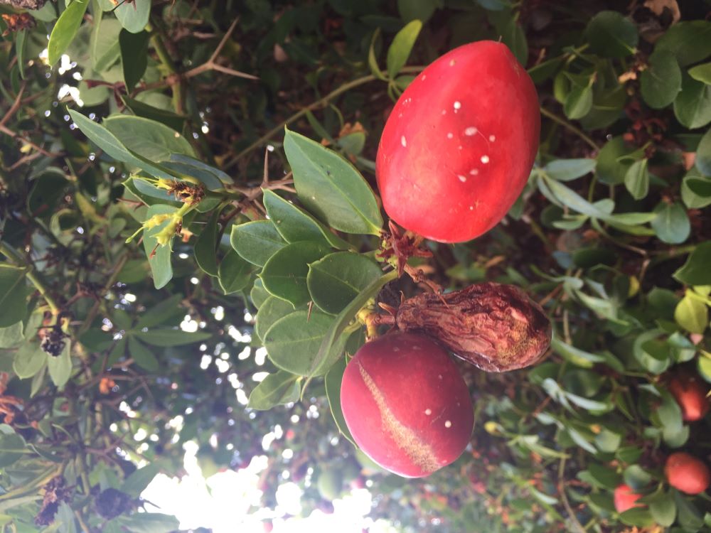 Numnum berries, blossom, leaves and thorns