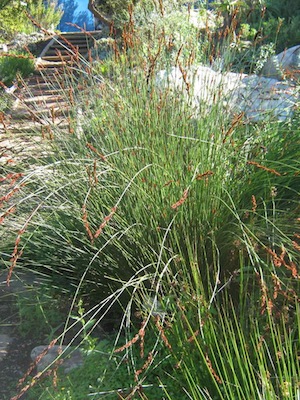 drought tolerant plants can have stems which photosynthesize without leaves