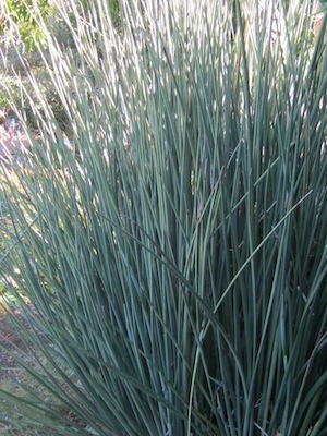 drought tolerant plants can have leaves as stiff and woody as stems. Erect position minimizes radiation