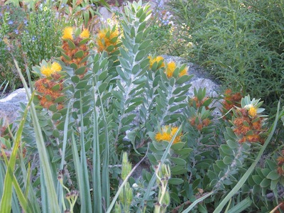 Flowers that are not 'modern' flowers but ancient remnants