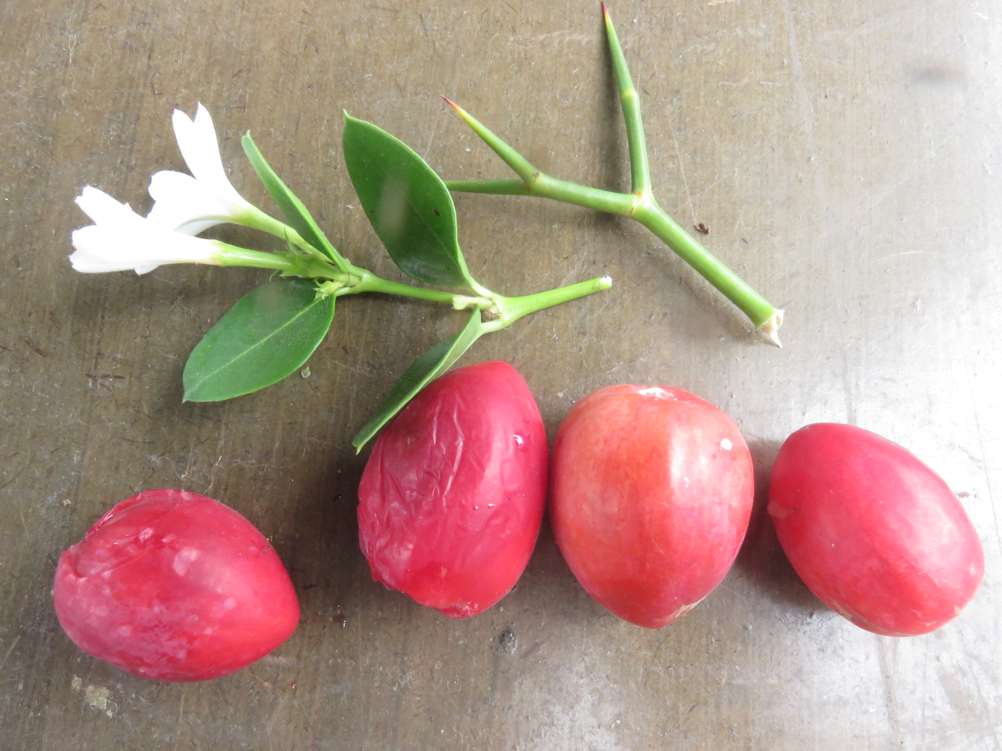 The numnum or Carissa bispinosa, has burning thorns, perfumed flowers and delicious, versatile anti oxidant rich fruit.