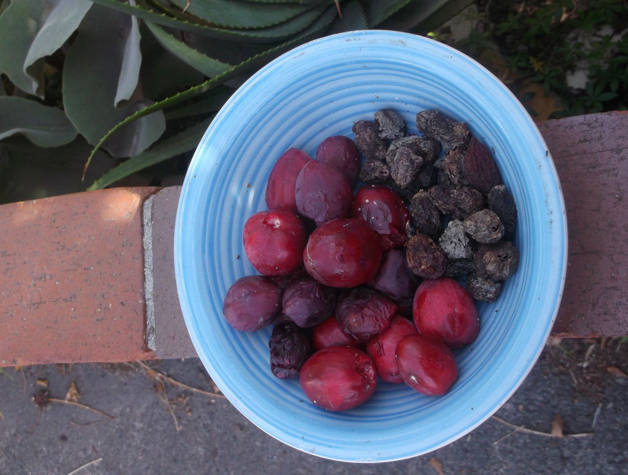 Both the ripe fruit and dried up fruit must be removed from the tree to keep it bearing.