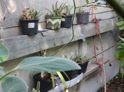 A shelf hung on recycled ropes used for pineapple cuttings