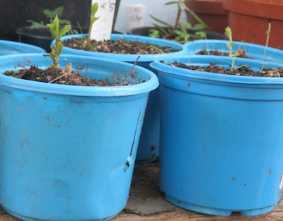 one week old oak seedlings