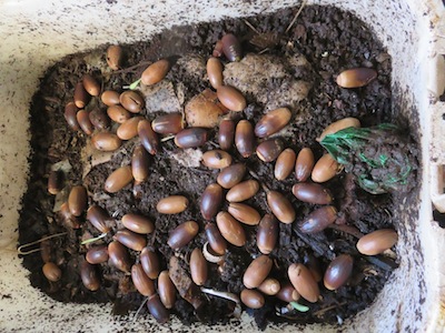 acorns put to germinate in our worm bin