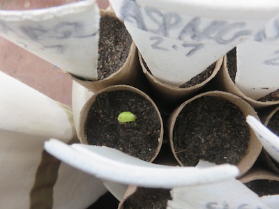 Jubilation. Up poke from the artichoke. One of three varieties in my mini nursery