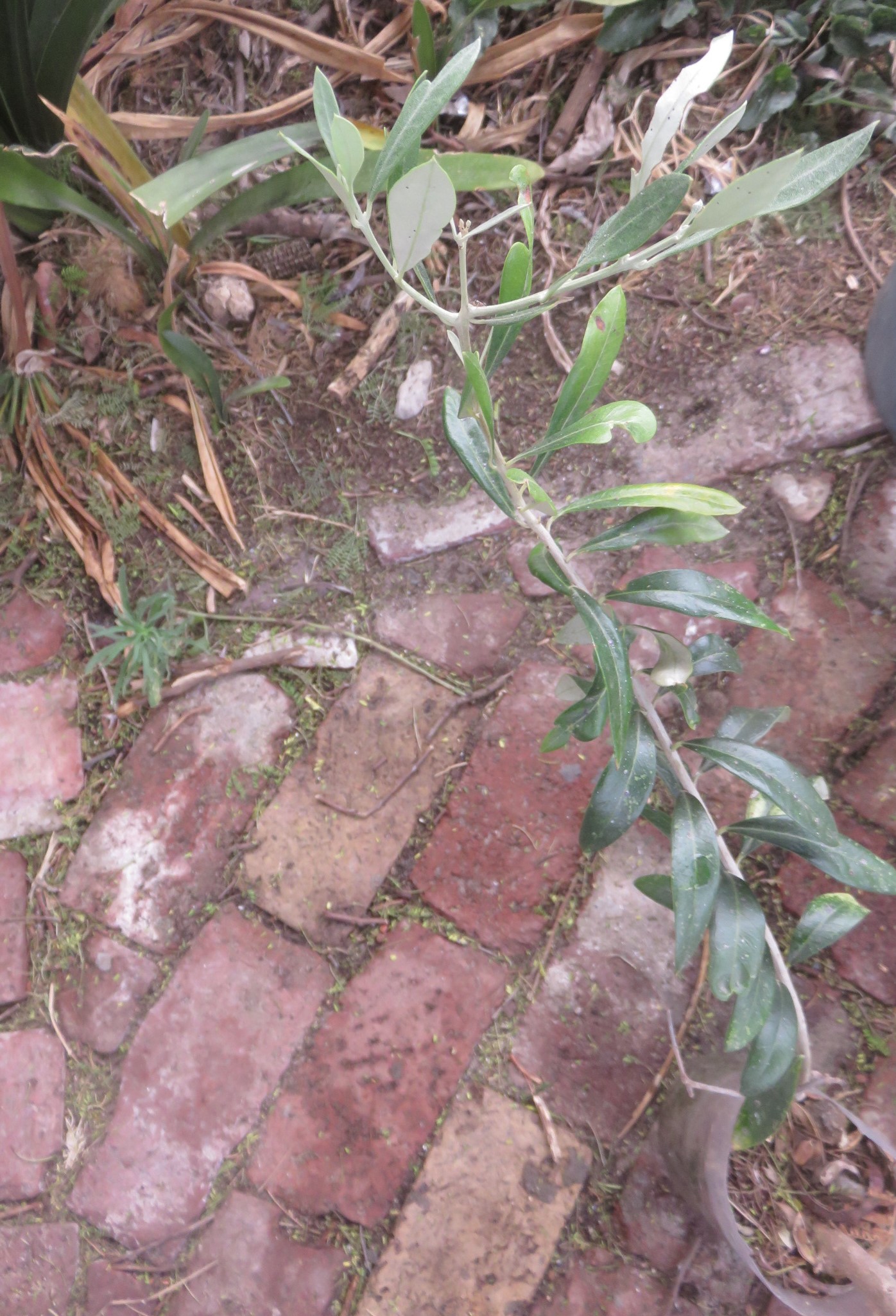 Olive cutting, the one survivor of hundreds of cuttings.