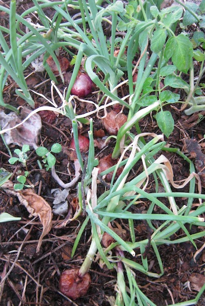 onion greens from planting fully grown roots, for easy vegetable gardening