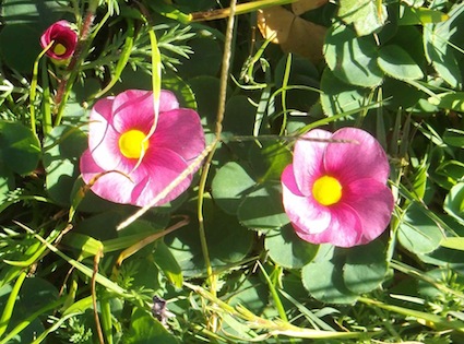 garden colours are enhanced by opportunistic wild flowers that come up in the lawn. In the Cape there are many species of Oxalis like those above