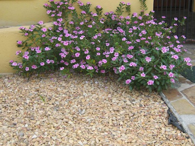 a double inorganic mulch, black plastic peeping out at the bottom right, and stone. It conserves water, but its pretty sterile.