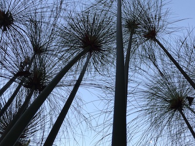 Cyperus papyrus growing in garden pond in San Diego California. The papyrus of Egyptian history, and its tubers are edible.