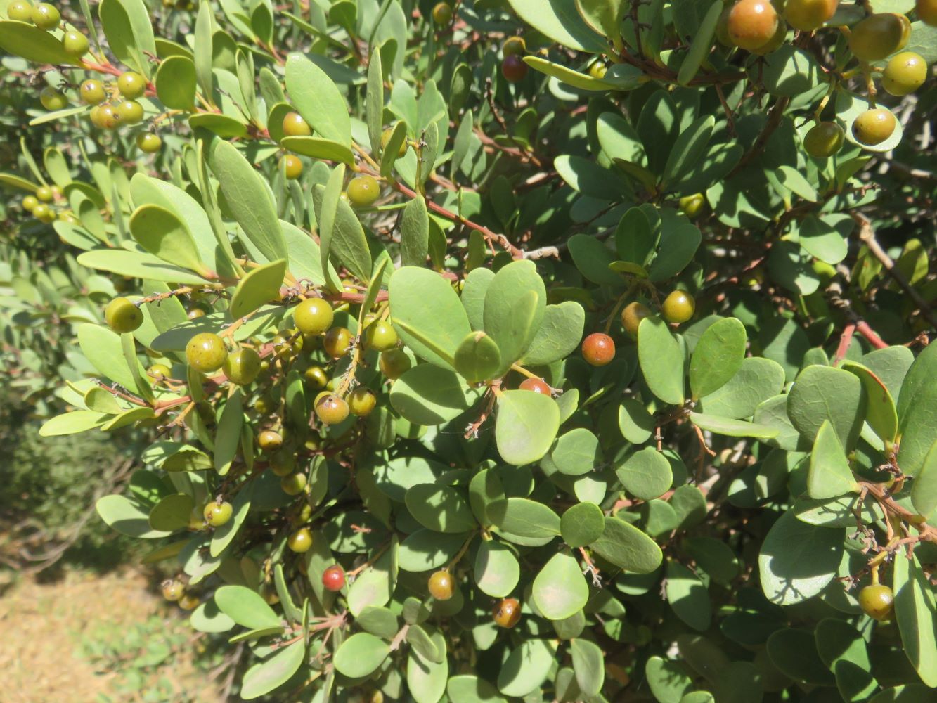 E.racemosa fruit branches