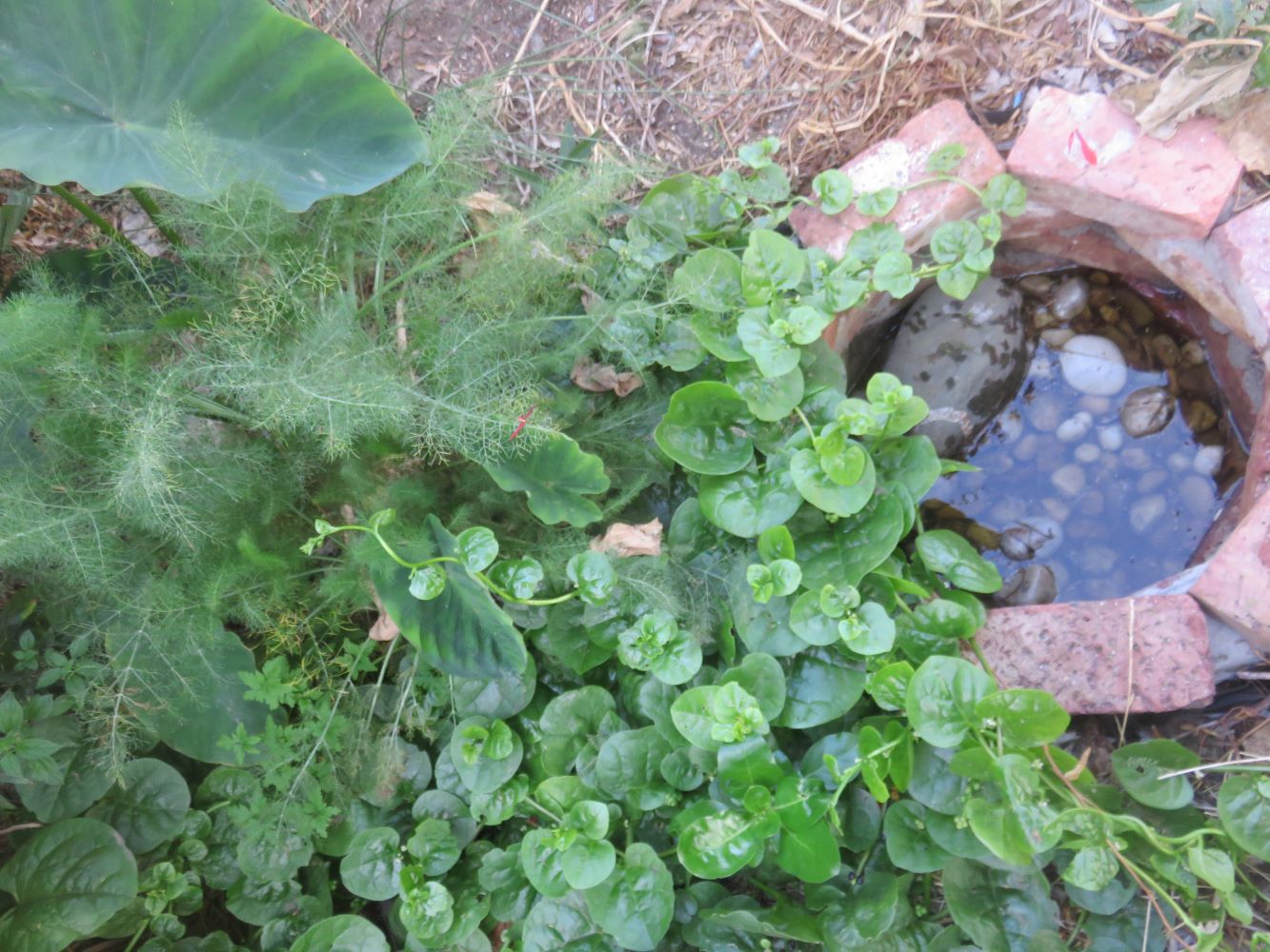 Harnessing living soil in a gray water bio-filter which decomposes the soap and body dirt, to gently and slowly supply plant nutrients. The taro, fennel and climbing spinach are very grateful.