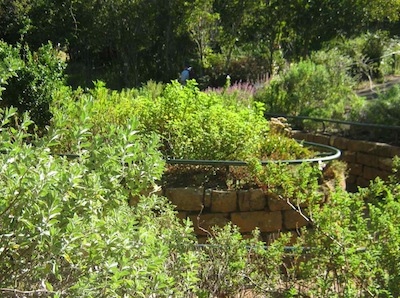 aromatics generally like the good drainage in raised beds