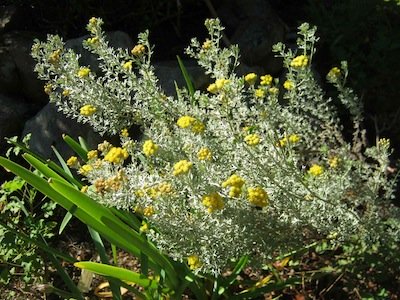 Helichrysum in Kirstenbosch perfume garden